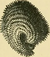 An illustration from The microscopy of vegetable foods (1906)