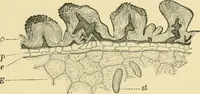 Picture 104 of 504 from The microscopy of vegetable foods (1906), leaf 170