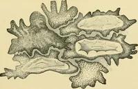 Picture 105 of 504 from The microscopy of vegetable foods (1906), leaf 170