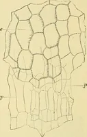 Picture 106 of 504 from The microscopy of vegetable foods (1906), leaf 171