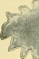 Picture 107 of 504 from The microscopy of vegetable foods (1906), leaf 173