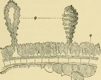 Picture 108 of 504 from The microscopy of vegetable foods (1906), leaf 174