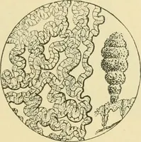 An illustration from The microscopy of vegetable foods (1906)