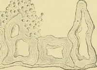 Picture 113 of 504 from The microscopy of vegetable foods (1906), leaf 176