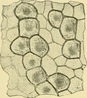 Picture 114 of 504 from The microscopy of vegetable foods (1906), leaf 177