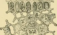 An illustration from The microscopy of vegetable foods (1906)