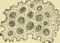 Picture 116 of 504 from The microscopy of vegetable foods (1906), leaf 178