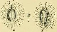 Picture 118 of 504 from The microscopy of vegetable foods (1906), leaf 179