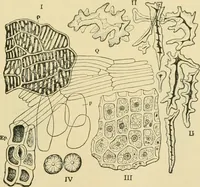 Picture 119 of 504 from The microscopy of vegetable foods (1906), leaf 180