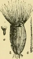 Picture 120 of 504 from The microscopy of vegetable foods (1906), leaf 181