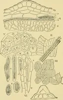 An illustration from The microscopy of vegetable foods (1906)