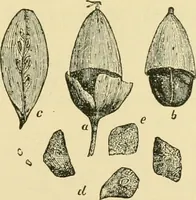 Picture 123 of 504 from The microscopy of vegetable foods (1906), leaf 184
