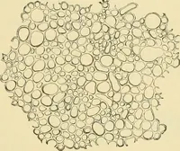 Picture 124 of 504 from The microscopy of vegetable foods (1906), leaf 186