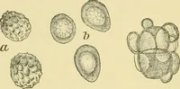An illustration from The microscopy of vegetable foods (1906)