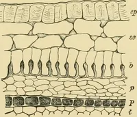 An illustration from The microscopy of vegetable foods (1906)