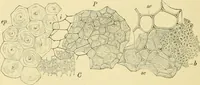 Picture 127 of 504 from The microscopy of vegetable foods (1906), leaf 199