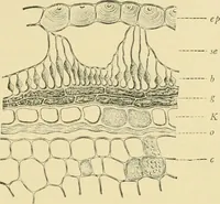 Picture 128 of 504 from The microscopy of vegetable foods (1906), leaf 202