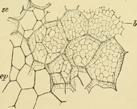 Picture 129 of 504 from The microscopy of vegetable foods (1906), leaf 202