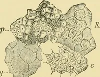 Picture 130 of 504 from The microscopy of vegetable foods (1906), leaf 203