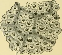 Picture 131 of 504 from The microscopy of vegetable foods (1906), leaf 203