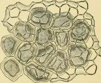 Picture 133 of 504 from The microscopy of vegetable foods (1906), leaf 211