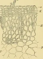 Picture 134 of 504 from The microscopy of vegetable foods (1906), leaf 215