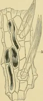 An illustration from The microscopy of vegetable foods (1906)
