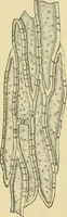 An illustration from The microscopy of vegetable foods (1906)
