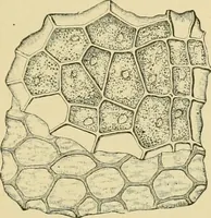 Picture 137 of 504 from The microscopy of vegetable foods (1906), leaf 218