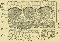 Picture 138 of 504 from The microscopy of vegetable foods (1906), leaf 219