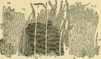 Picture 139 of 504 from The microscopy of vegetable foods (1906), leaf 220