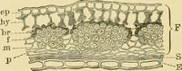 Picture 140 of 504 from The microscopy of vegetable foods (1906), leaf 221