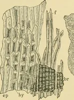 Picture 141 of 504 from The microscopy of vegetable foods (1906), leaf 222