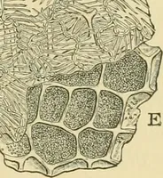 An illustration from The microscopy of vegetable foods (1906)