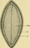 Picture 143 of 504 from The microscopy of vegetable foods (1906), leaf 224