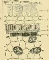 Picture 144 of 504 from The microscopy of vegetable foods (1906), leaf 224
