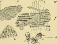 An illustration from The microscopy of vegetable foods (1906)