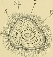 Picture 147 of 504 from The microscopy of vegetable foods (1906), leaf 226
