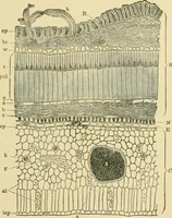 Picture 149 of 504 from The microscopy of vegetable foods (1906), leaf 228