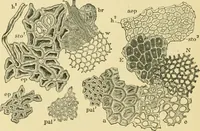 Picture 150 of 504 from The microscopy of vegetable foods (1906), leaf 229