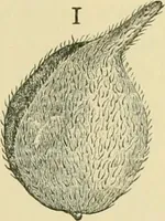 Picture 151 of 504 from The microscopy of vegetable foods (1906), leaf 234