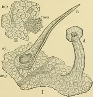 An illustration from The microscopy of vegetable foods (1906)