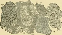 Picture 154 of 504 from The microscopy of vegetable foods (1906), leaf 236