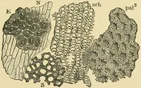 An illustration from The microscopy of vegetable foods (1906)