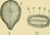Picture 156 of 504 from The microscopy of vegetable foods (1906), leaf 238