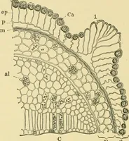 Picture 157 of 504 from The microscopy of vegetable foods (1906), leaf 239