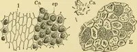 Picture 158 of 504 from The microscopy of vegetable foods (1906), leaf 239