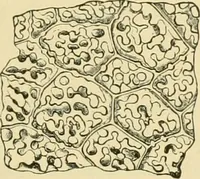 Picture 160 of 504 from The microscopy of vegetable foods (1906), leaf 242