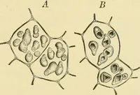 Picture 161 of 504 from The microscopy of vegetable foods (1906), leaf 242