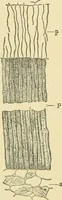 Picture 162 of 504 from The microscopy of vegetable foods (1906), leaf 244